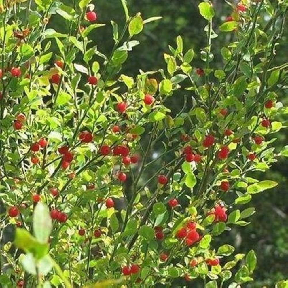 Red (huckleberry bush Vaccinium parvifolium fruit) for planting in garden